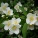 Sadnice - žbunaste vrste: JASMIN 2 god - Philadelphus coronarius, slika3